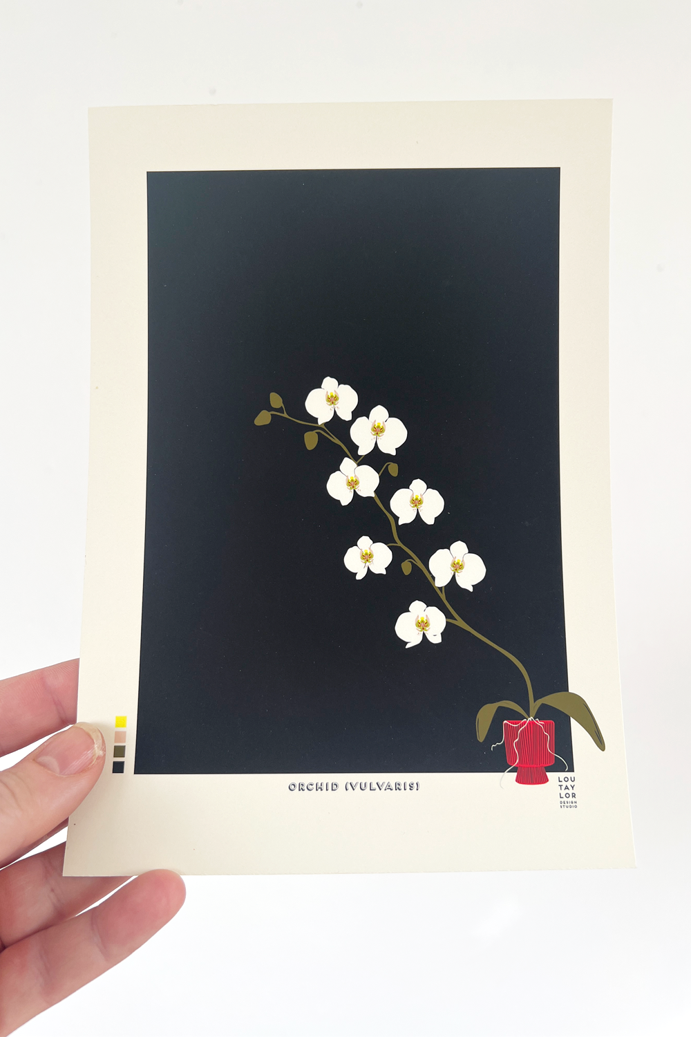A5 Orchid (Vulvaris)