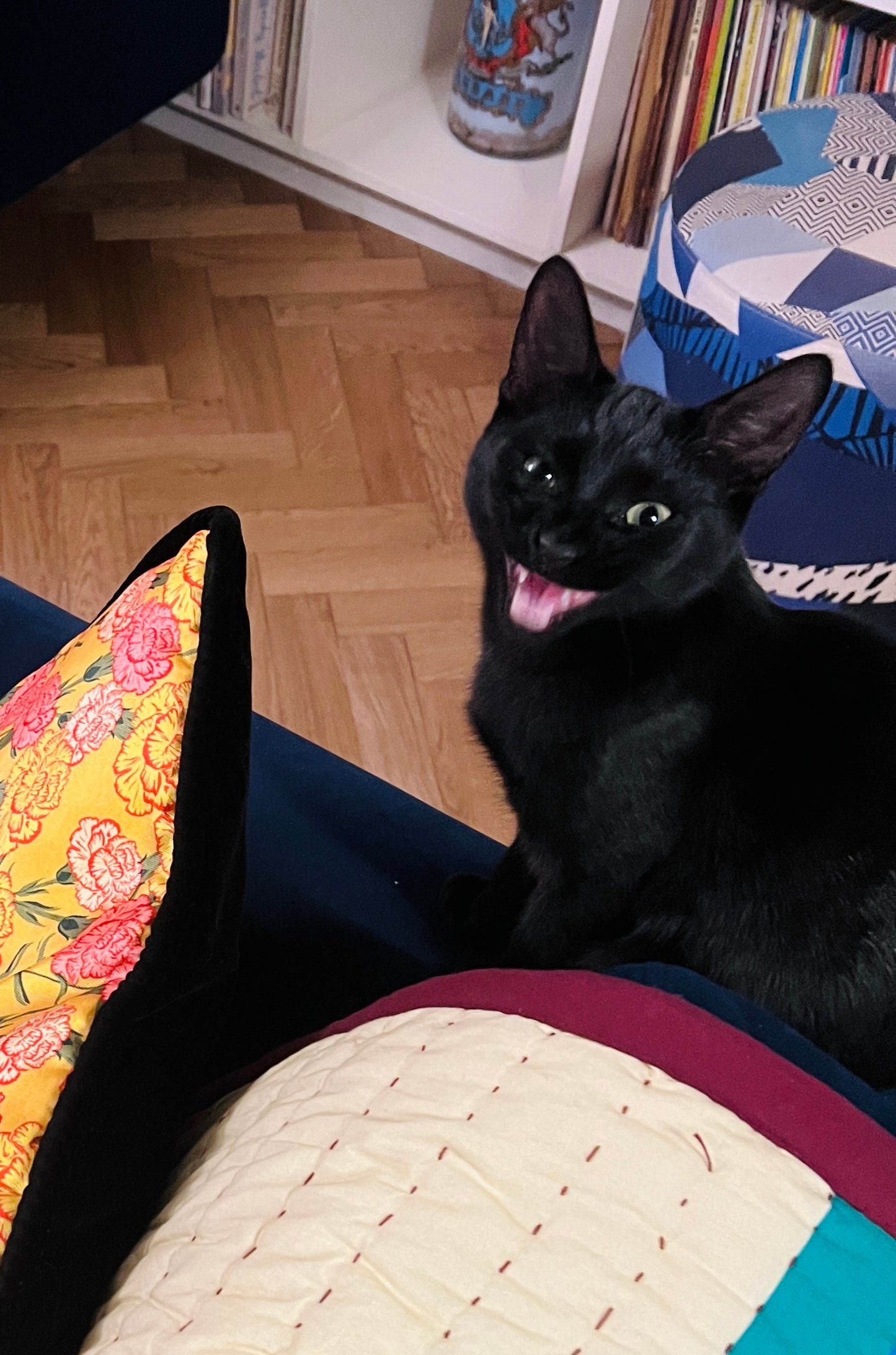 Black Cat Fan brooch