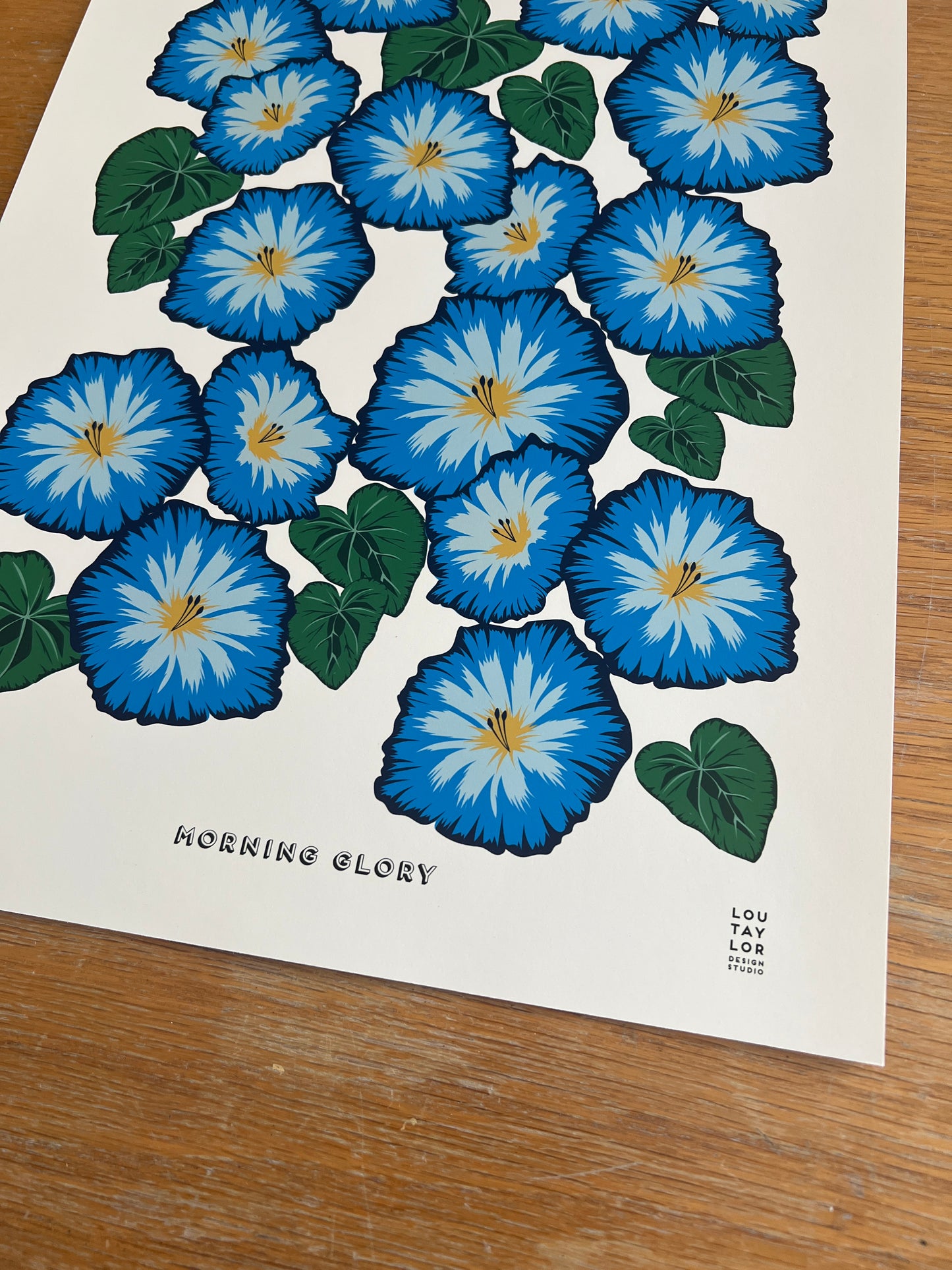 A3 Morning Glory