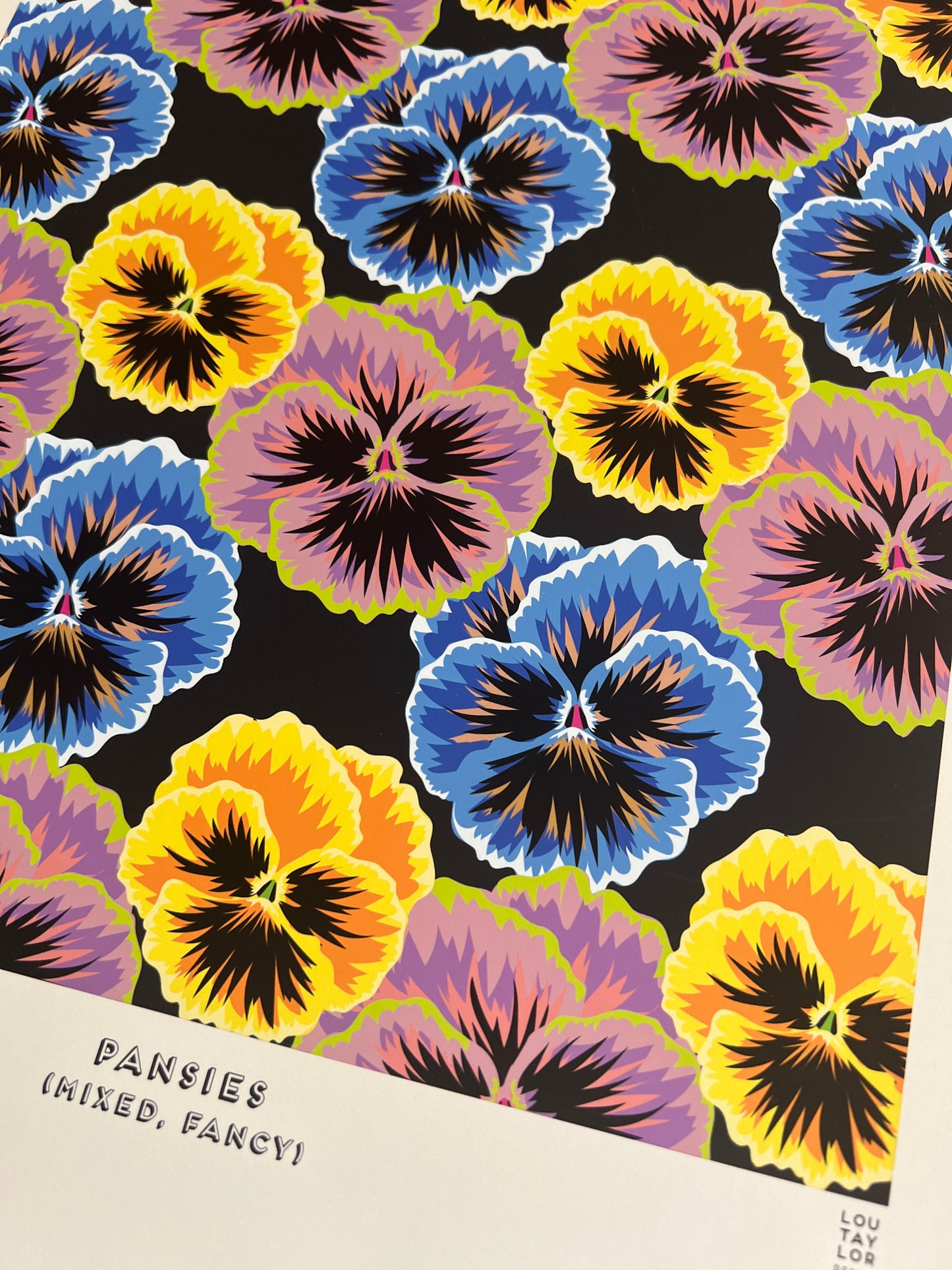 A3 Pansies (Mixed, Fancy)